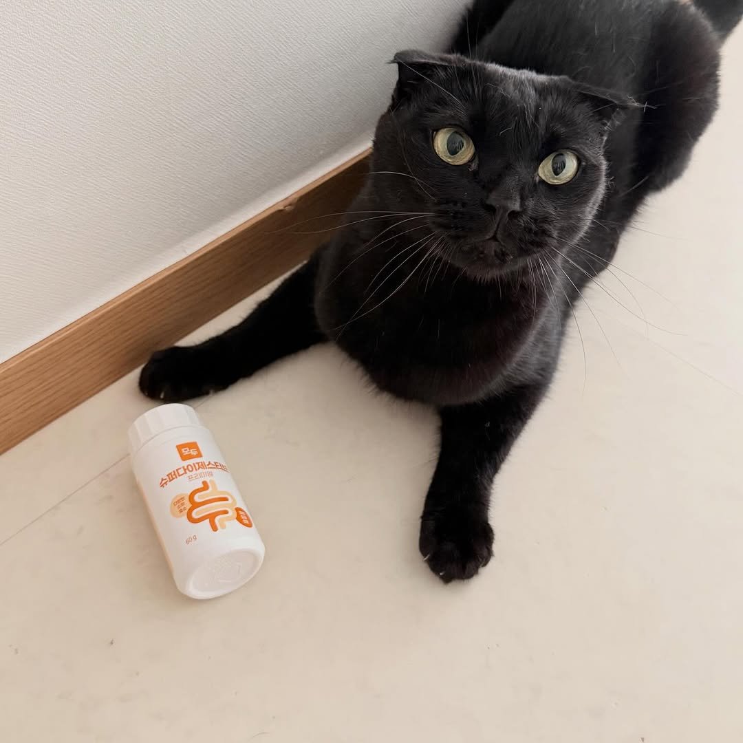 Photo shared by 김 먼 지 on September 26, 2025 tagging @cruisepet.official. May be an image of kitten, Abyssinian cat, ointment, dental floss and text.