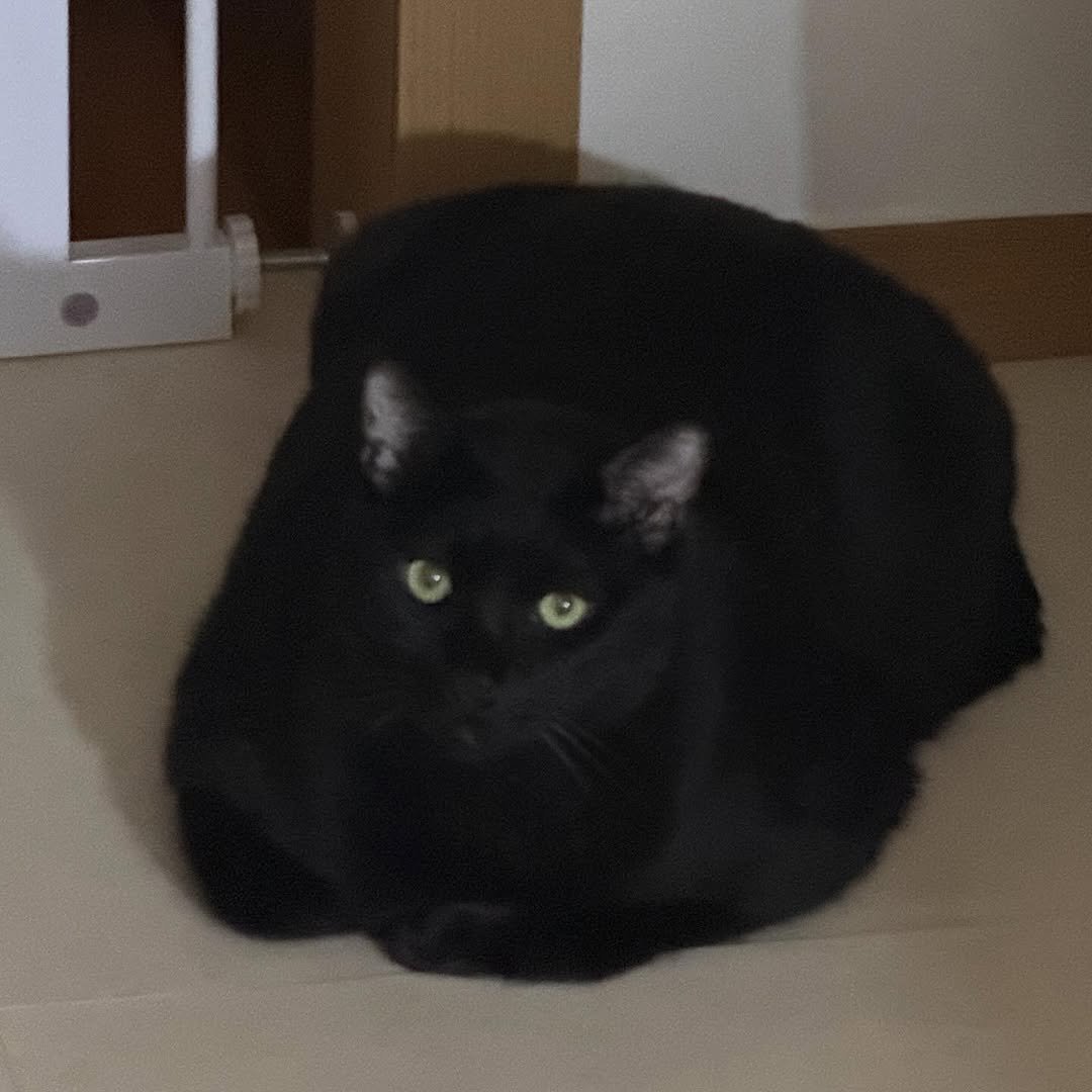 Photo by 김 먼 지 on November 05, 2025. May be an image of Groenendael, kitten and text.