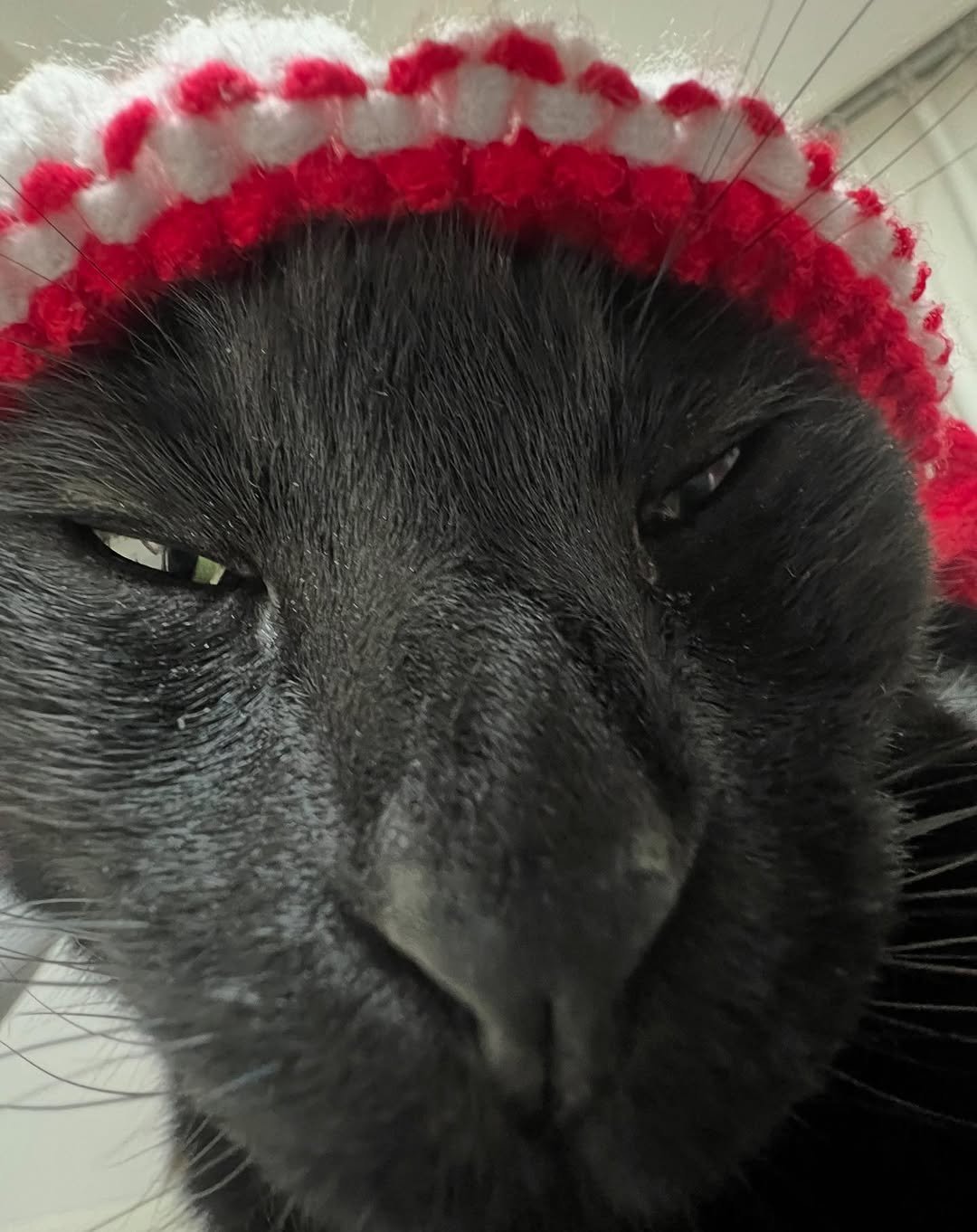 Photo by 김 먼 지 on August 05, 2025. May be an image of cat and hat.