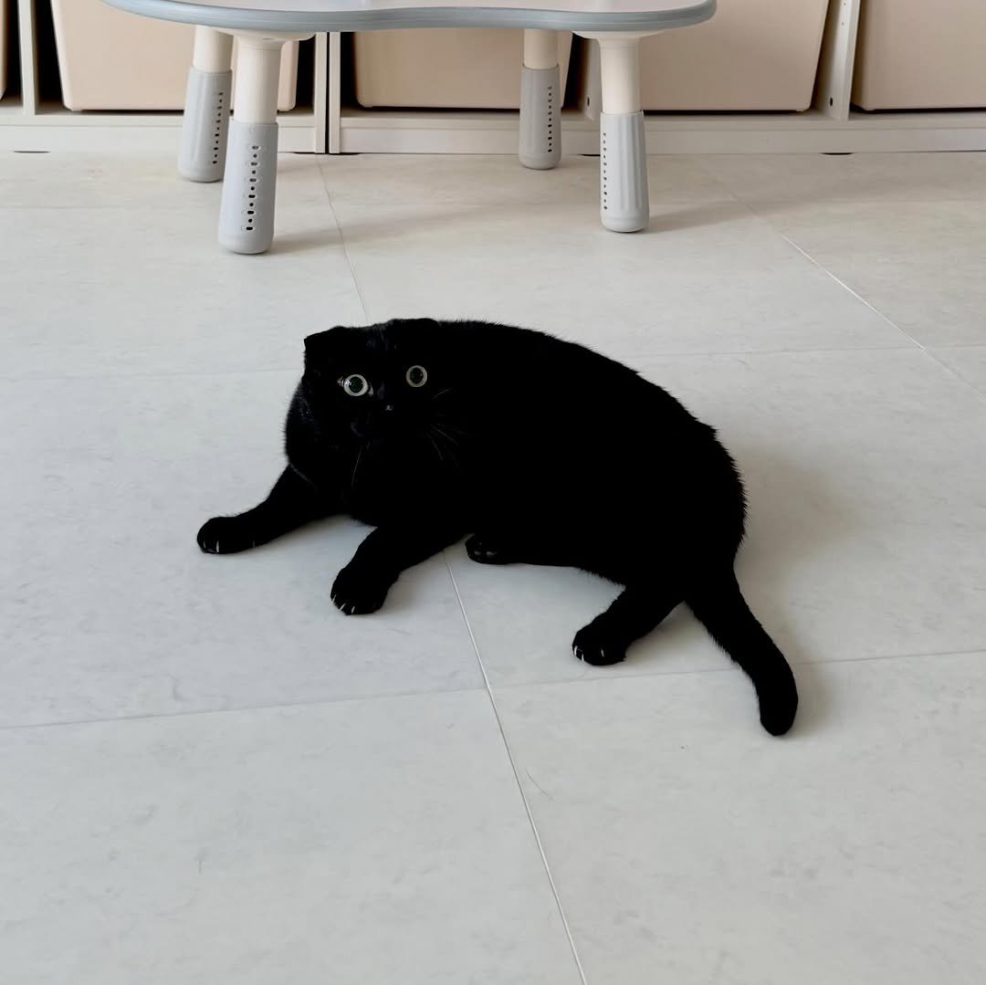 Photo by 김 먼 지 on April 21, 2026. May be an image of kitten, Abyssinian cat and text.