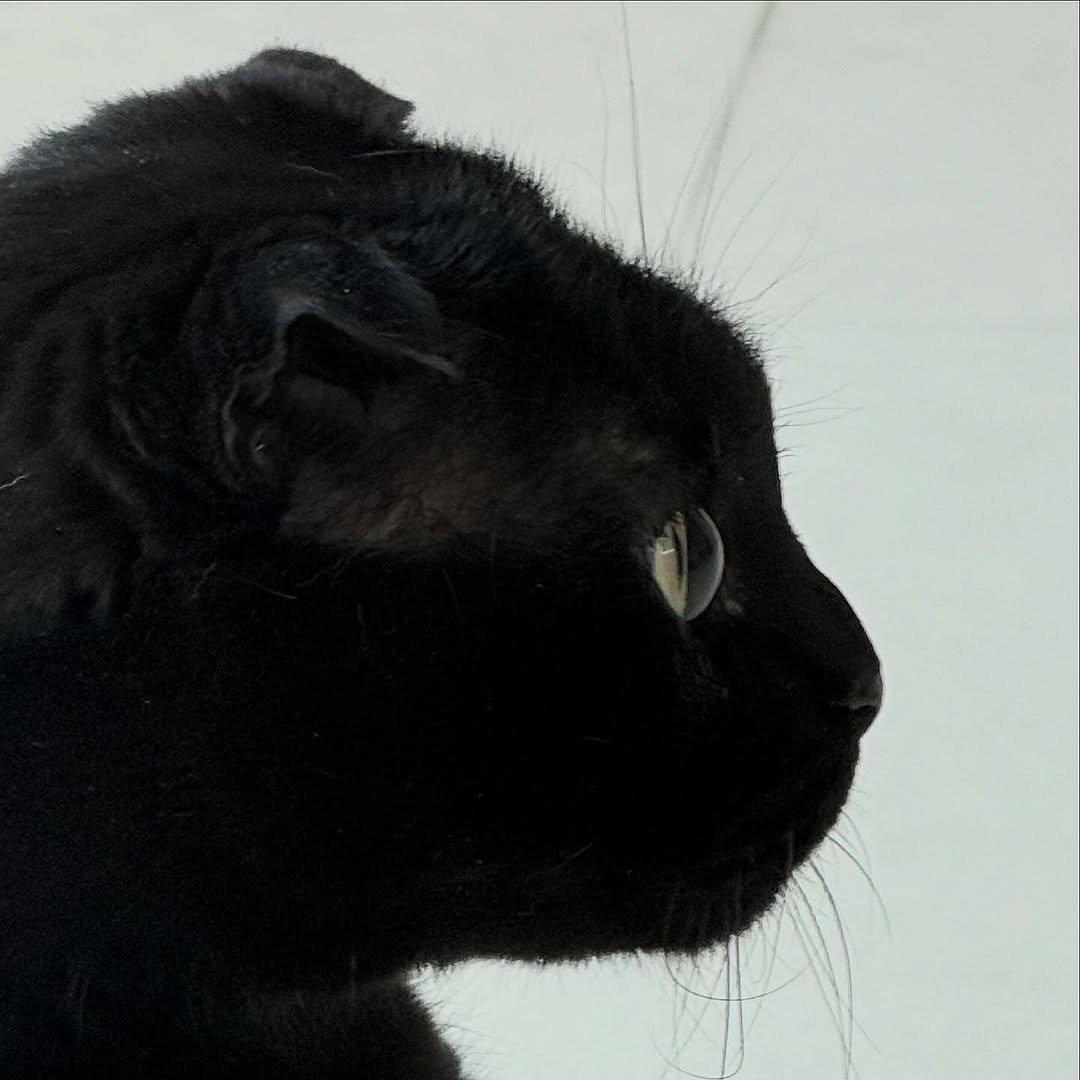 Photo by 김 먼 지 on April 13, 2026. May be an image of kitten, Abyssinian cat and text.