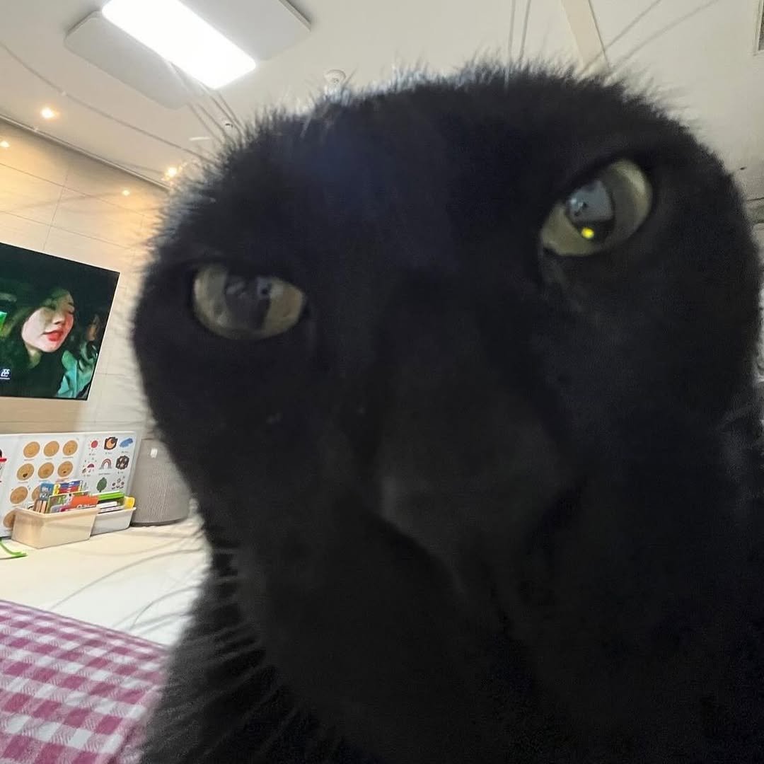 Photo by 김 먼 지 on April 20, 2026. May be a closeup of kitten and text.