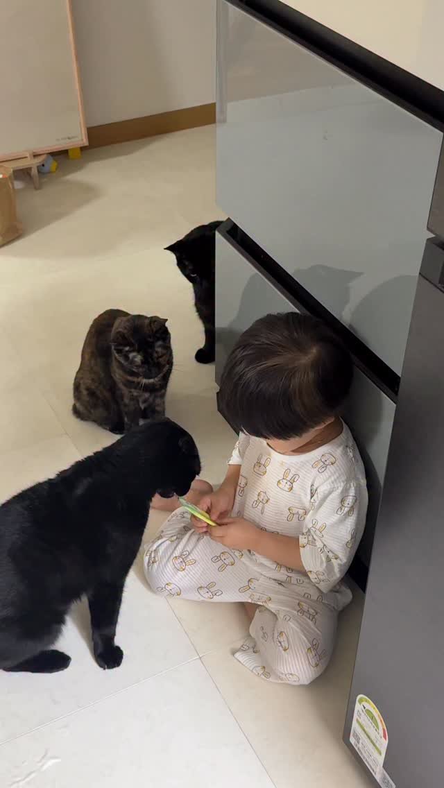 meon___ji 게시물 이미지: 고양이가 세마리라 바쁜 아기집사💦😓

#다묘가정