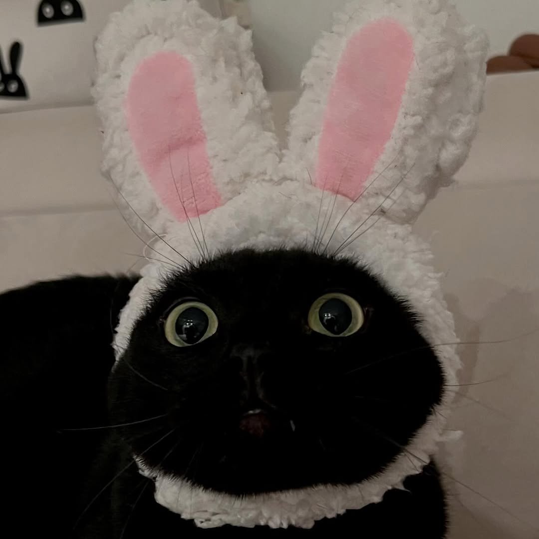 Photo by 김 먼 지 on October 30, 2025. May be an image of Abyssinian cat, kitten and text.