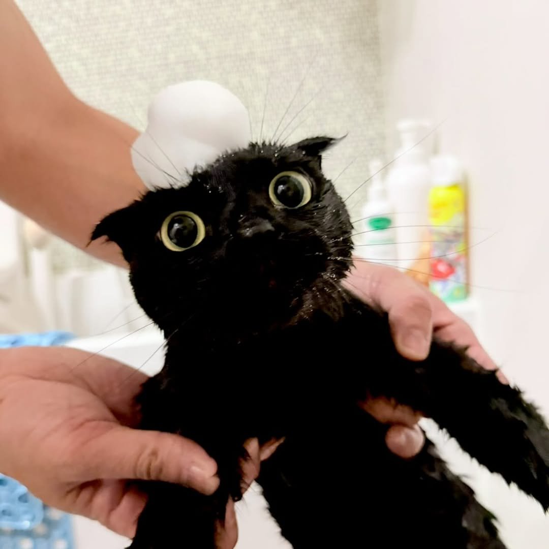 Photo by 김 먼 지 on April 27, 2026. May be an image of kitten, tortoiseshell cat, Abyssinian cat and text.