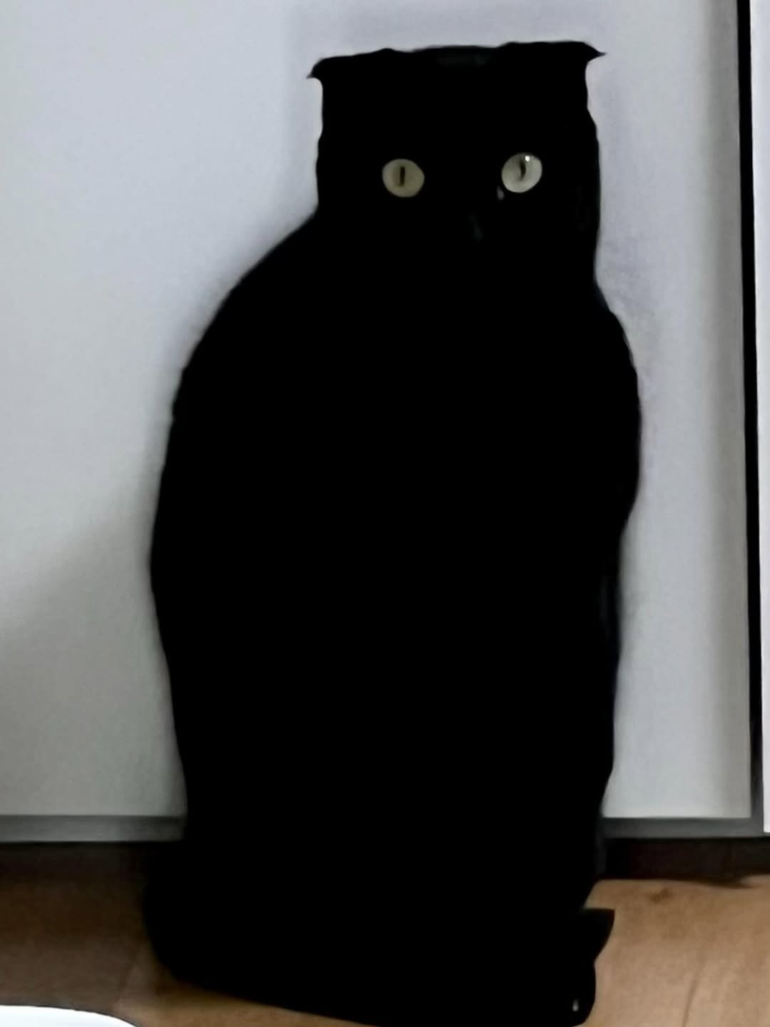 Photo by 김 먼 지 on August 15, 2025. May be an image of cat.