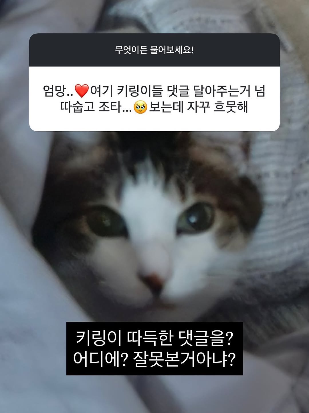 Photo by 멍디 on September 25, 2025. May be a meme of kitten, pie and text that says '무엇이든 물어보세요! 엄망.. 여기 키링이들 댓글 달아주는거 넘 따습 따습고 조타... 보는데 자꾸 흐못해 키링이 따득한 댓글을? 어디에? 잘못본 잘못본거아냐?'.