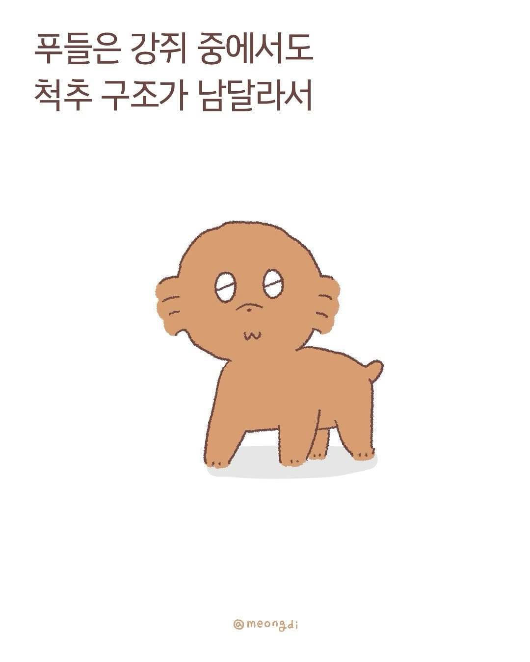 Photo by 멍디 on July 20, 2025. May be a doodle of text that says '푸들은 강쥐 중에서도 척추 구조가 남달라서 @meongdi'.