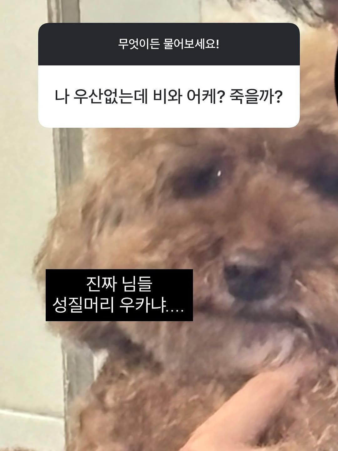 Photo by 멍디 on August 14, 2025. May be an image of Bedlington terrier and text that says '무엇이든 물어보세요! 나 우산없는데 비와 어케? 죽을까? 진짜 님들 성질머리 우카냐....'.