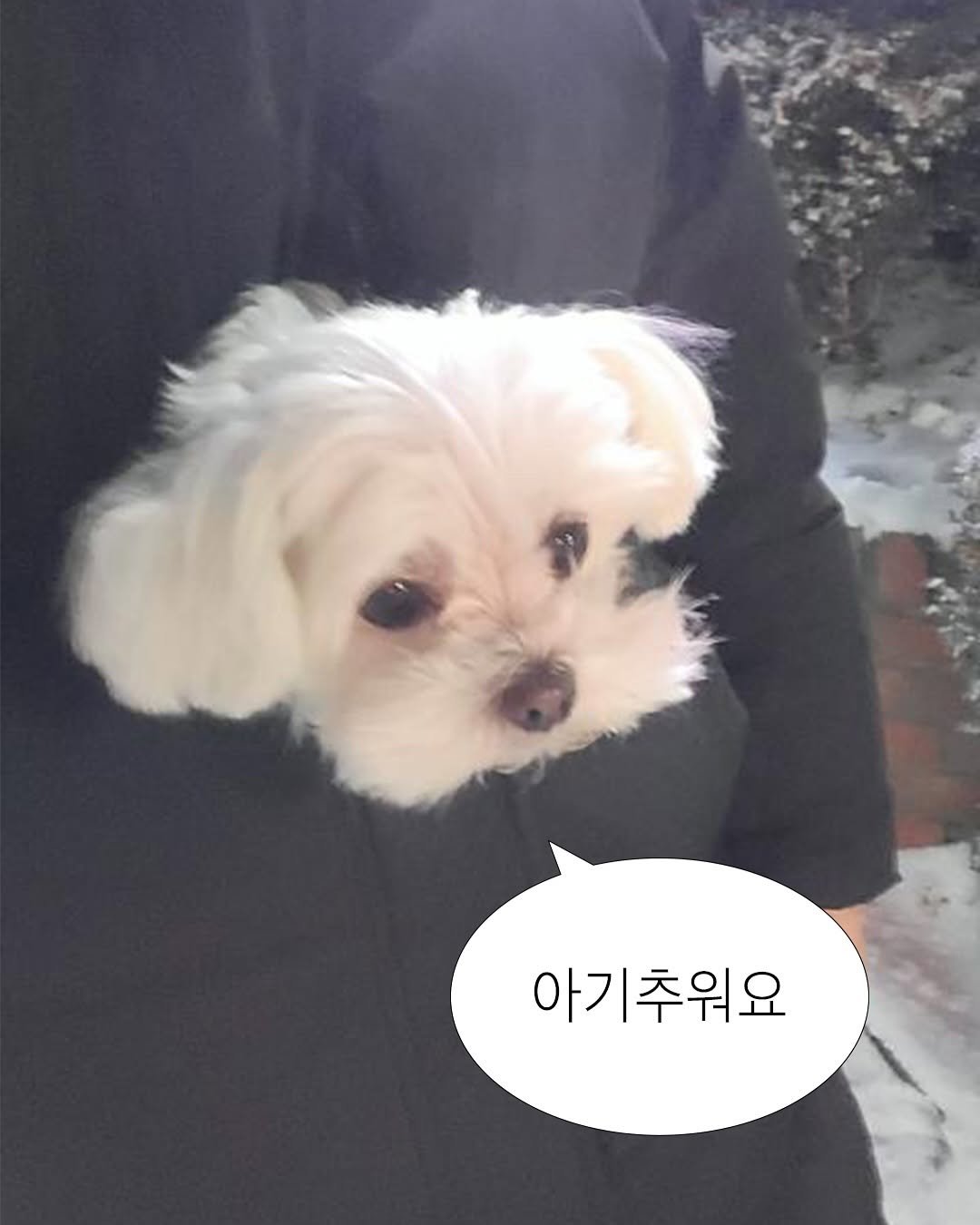 Photo by 멍디 ﹙인스타툰 애개육아﹚ on February 17, 2025. May be an image of chihuahua, Maltese and text that says '아기추워요'.