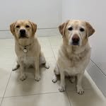 anniesymoon 프로필 사진