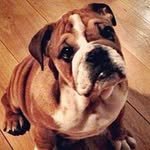 lewishamilton 프로필 사진