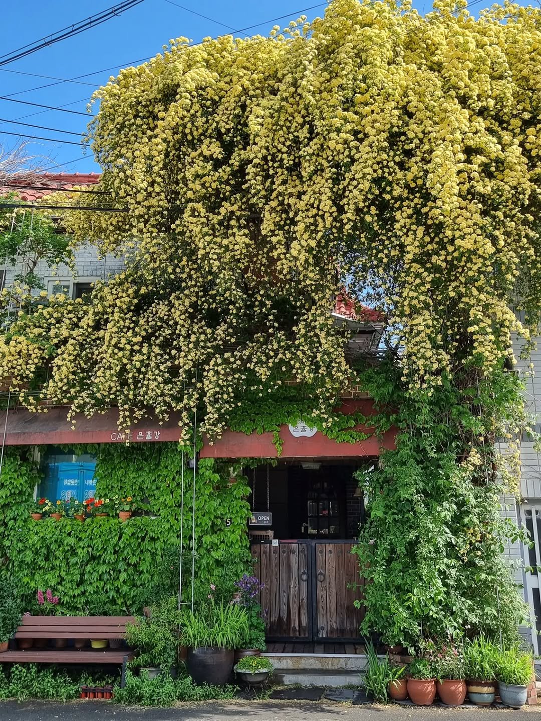 Photo by merry J on April 25, 2026. May be an image of yellow jessamine and text.