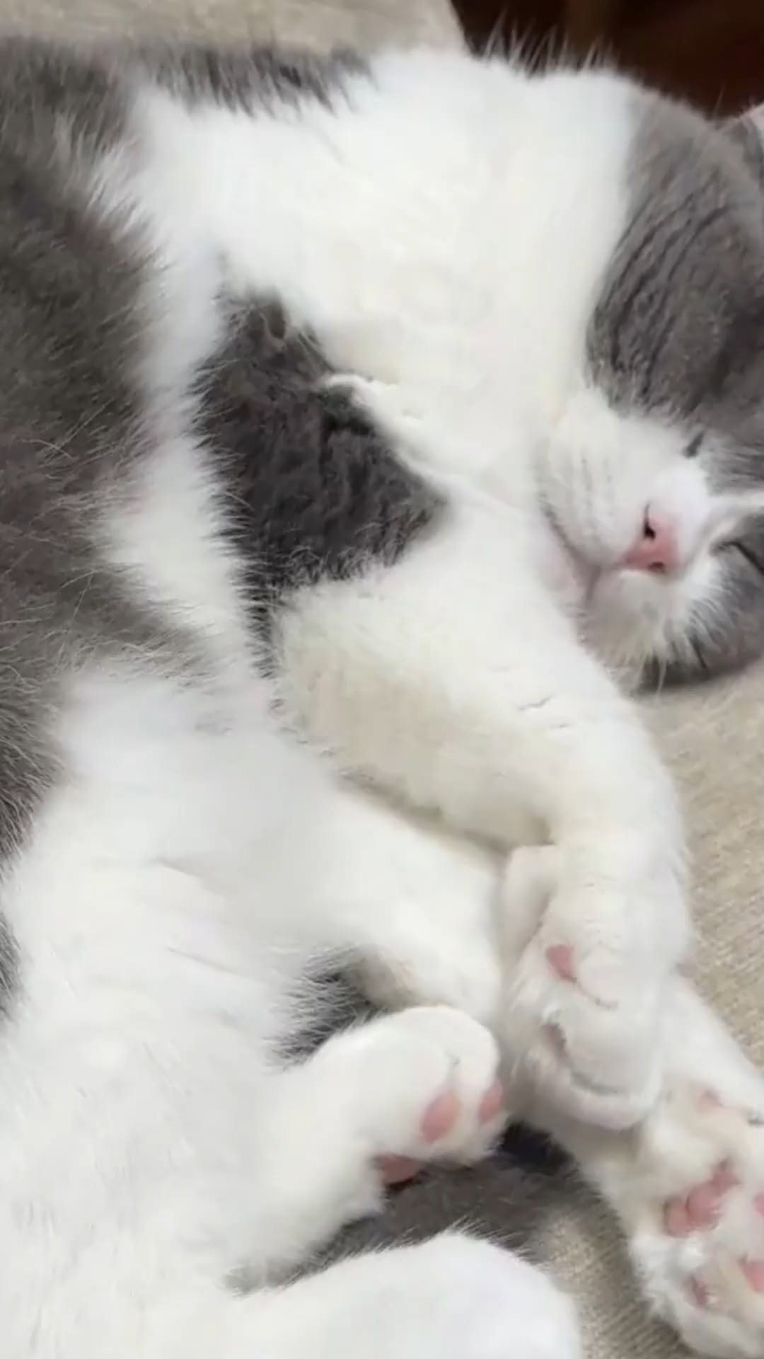 merrylevy_c 게시물 이미지: 내친구 냥아치... 자꾸 내 배 밟고 올라감ㅠ

#친구 #냥이 #냥반 #반묘동물