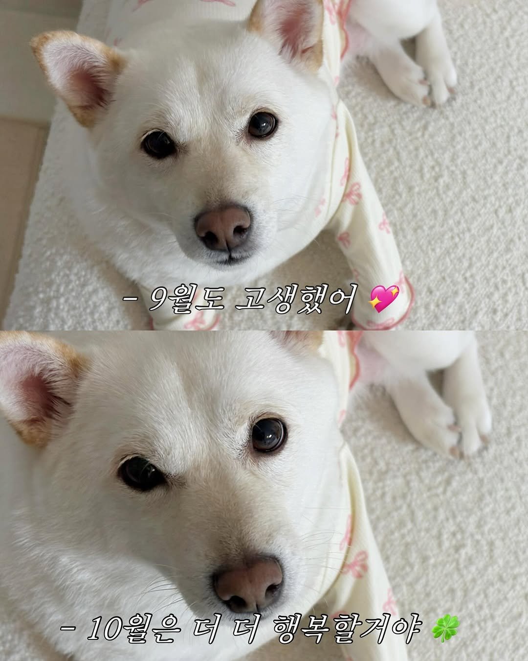 Photo by 미진이 on September 30, 2025. May be an image of dog and text that says '-9월도 고생했어 -10월은 더 더 은더더행복할게야 행 행복할거야'.