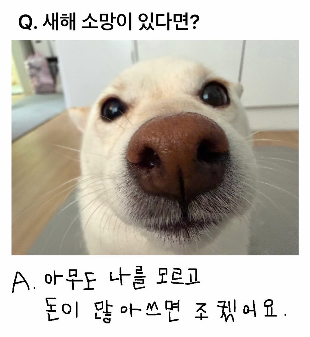 Photo by 미진이 on February 18, 2026. May be an image of dog, pie and text that says 'Q. 새해 소망이 있다면? A. 아무도 나를 모르고 돈이 많 많아쓰면 주 퀘어요'.