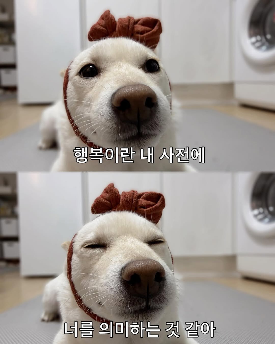 Photo by 미진이 on February 19, 2026. May be an image of dog and text that says '행복이란 내 사전에 너를 의미하는 것 같아'.