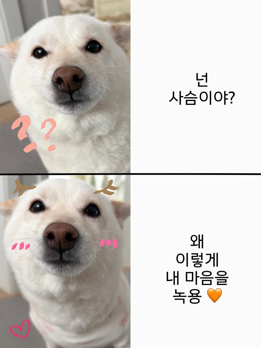 Photo by 미진이 on April 26, 2026. May be an image of dog, pie and text that says '넌 사슴이야? ?? ? "1 왜 이렇게 내 마음을 녹용'.