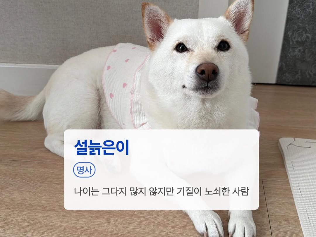 Photo by 미진이 on February 20, 2026. May be an image of dog and text that says '설늙은이 명사 나이는 그다지 많지 않지만 기질이 노쇠한 사람'.