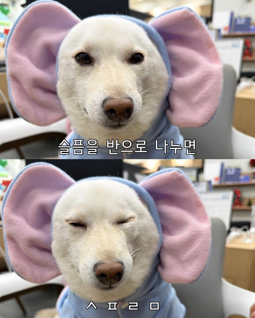 Photo by 미진이 on December 25, 2025. May be an image of elephant, chihuahua and text that says '슬픔을 반으로 나누면 ㅅ프르ㅁ'.