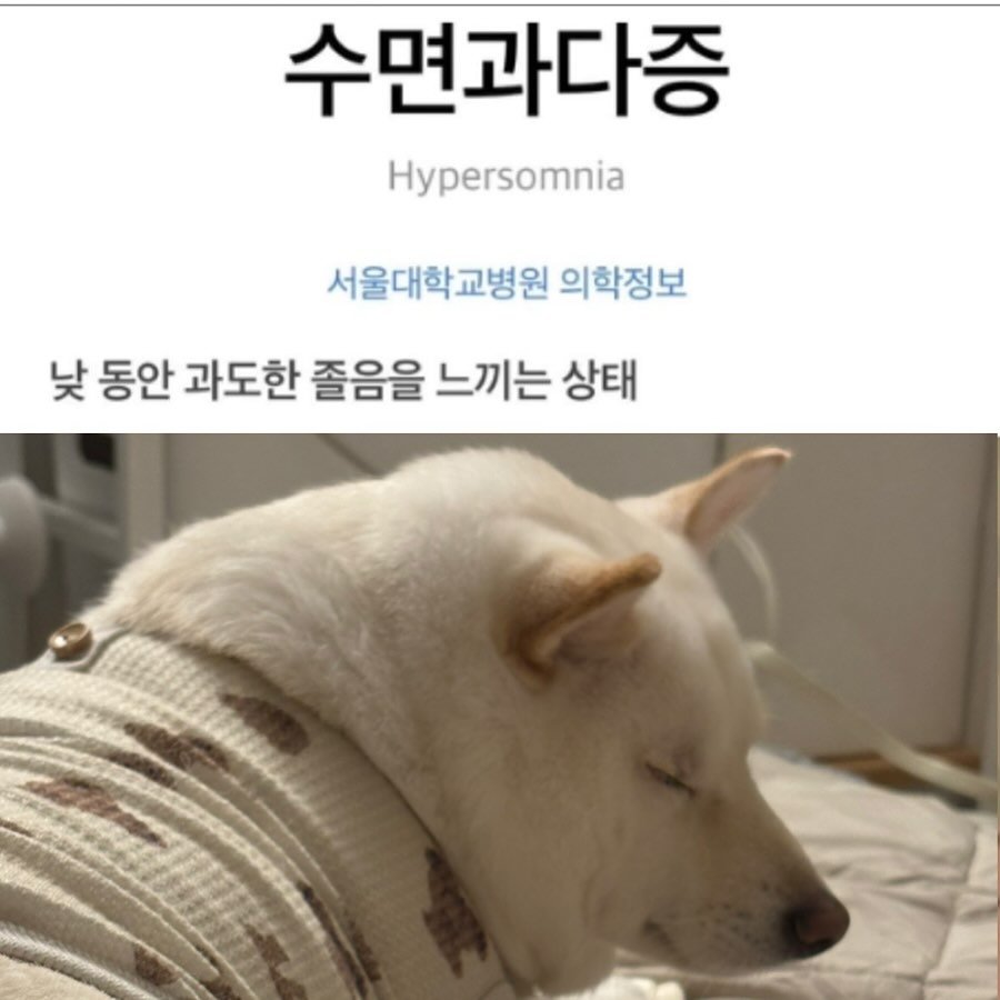 Photo by 미진이 on September 30, 2025. May be an image of pie and text that says '수면과다증 Hypersomnia 서울대학교병원 의학정보 낮 동안 과도한 졸음을 느끼는 상태'.