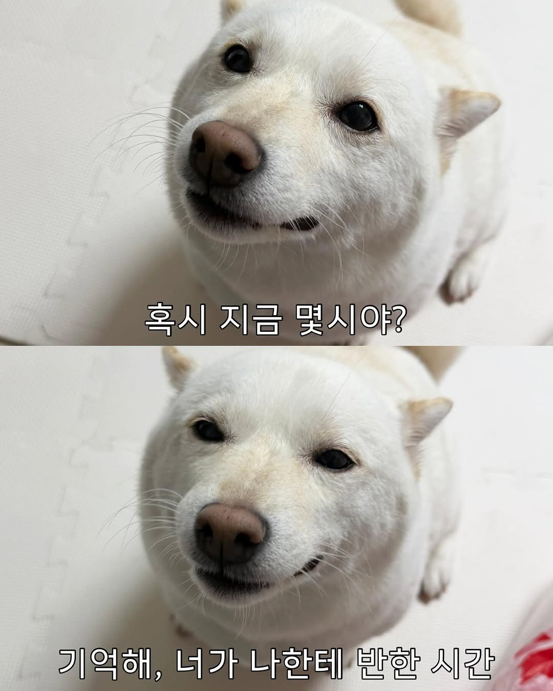Photo by 미진이 on November 11, 2025. May be an image of pet, pie and text that says '혹시 지금 몇시야? 기억해, 너가 나한테 반한 시간'.