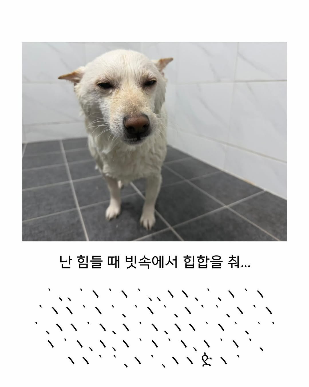 Photo by 미진이 on November 10, 2025. May be an image of dog and text that says '난 힘들 때 빗속에서 힙합을 취...'.