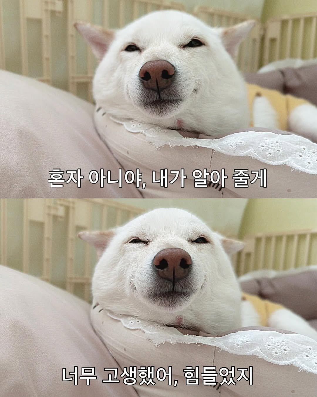 Photo by 미진이 on February 21, 2026. May be an image of pet and text that says '혼자 아니야, 내가 알아 줄게 너무 고생했어, 힘들었지'.