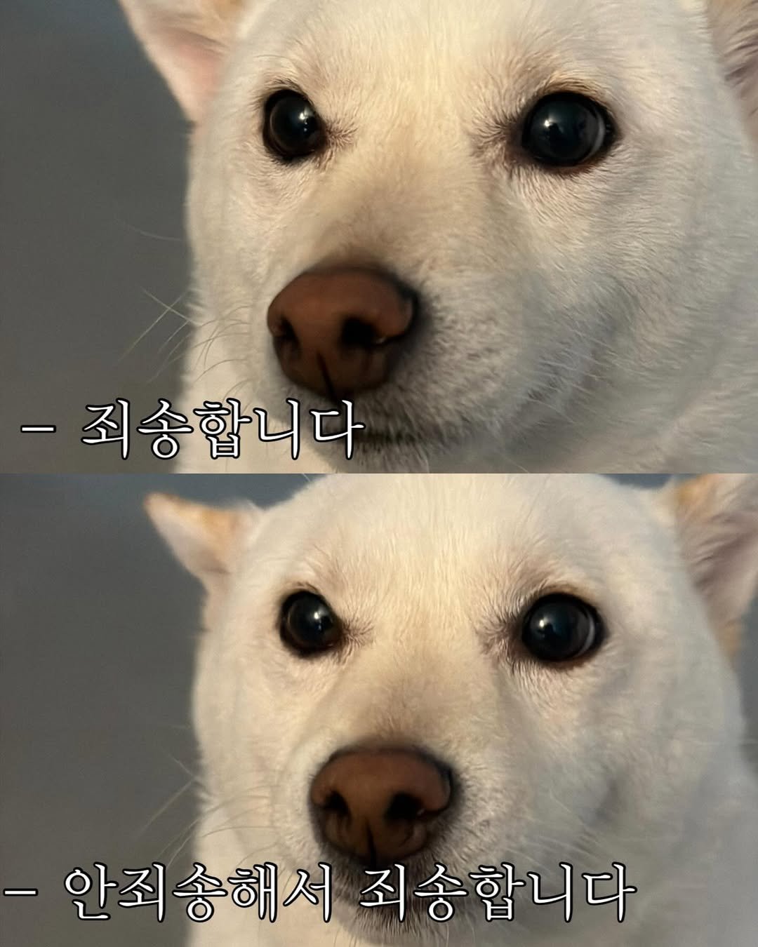 Photo by 미진이 on April 26, 2026. May be a meme of dog and text that says '-죄송합니다 안죄송해서 -안죄송해서죄송합니다 죄송합니다'.