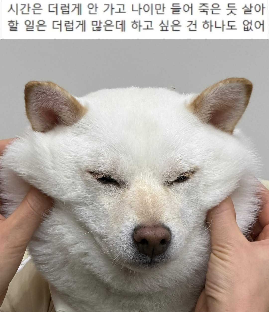 mi_gin2 게시물 이미지: 