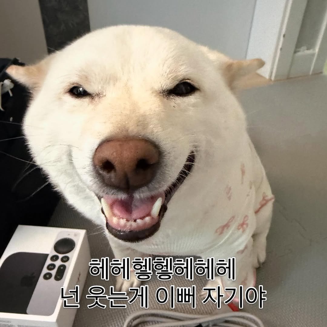 Photo by 미진이 on April 28, 2026. May be an image of dog, pie and text that says '헤헤헿헿헤헤헤 헤헤 넌 웃는게 이뻐 자기야'.