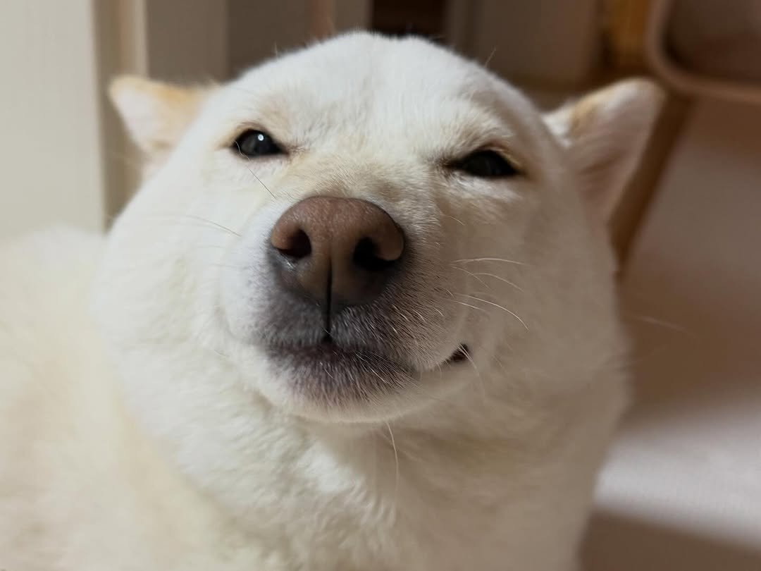 Photo by 미진이 on December 25, 2025. May be an image of dog and text.