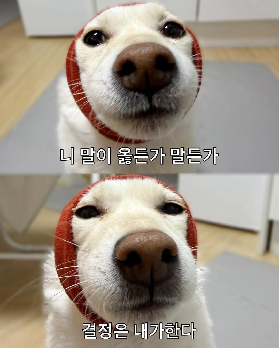 Photo by 미진이 on February 20, 2026. May be an image of dog and text that says '니 말이 옳든가 말든가 결정은 내가한다'.