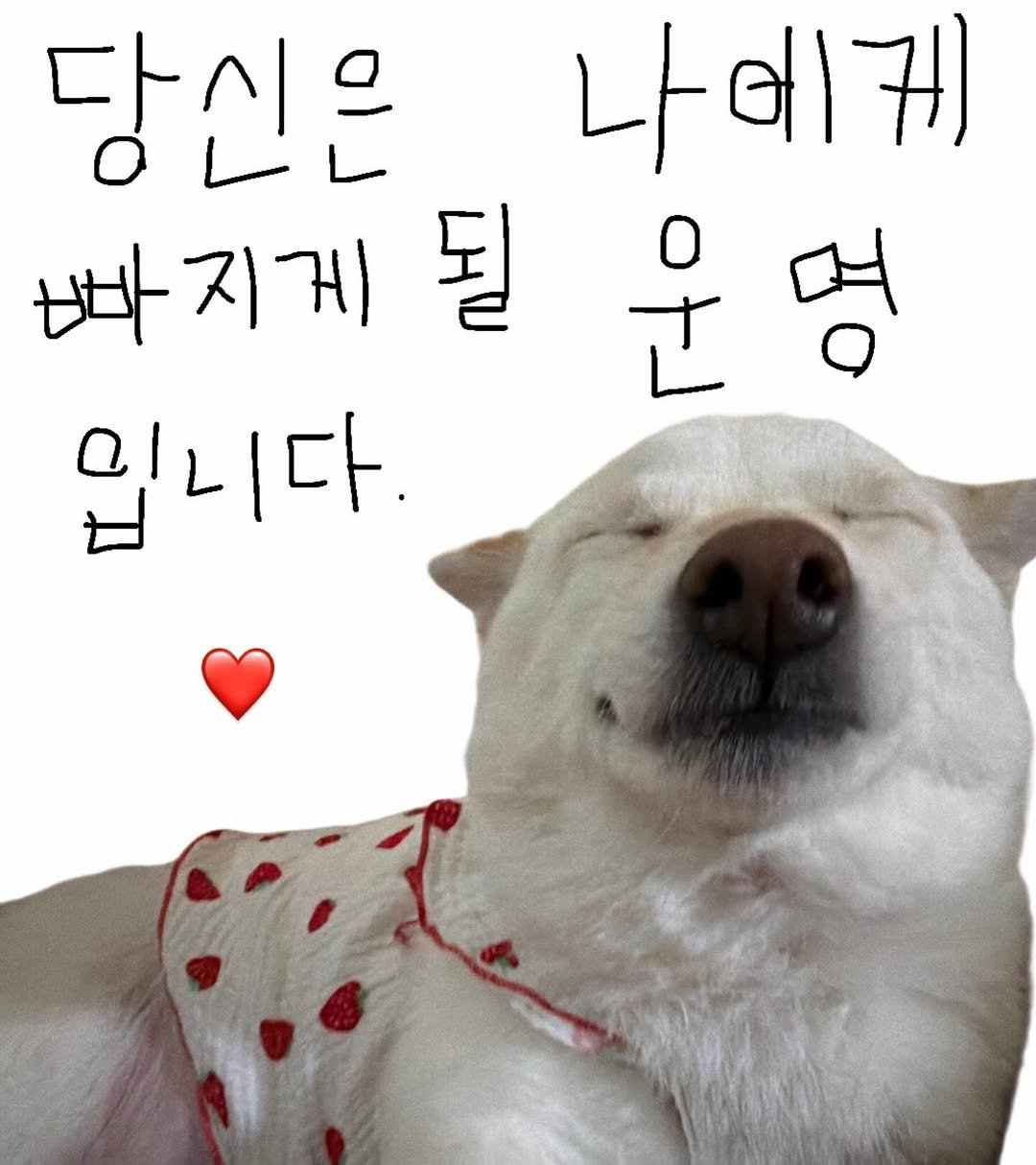 Photo by 미진이 on February 21, 2026. May be an image of animal, heart and text that says '당신은 으 OLL 나에게 빠지게 될 운 입니다'.