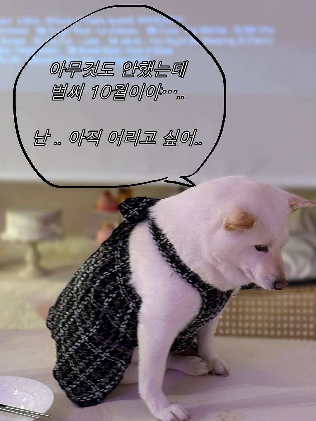 Photo by 미진이 on September 30, 2025. May be an image of chihuahua and text that says '아무것도안했는데 아무것도 안했는데 벌써 10월이야.. 5000.. 난.. 아직 어리고 싶어..'.