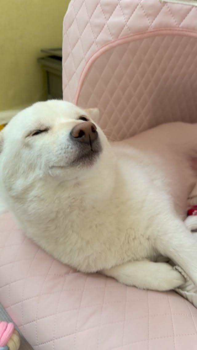 mi_gin2 게시물 이미지: 