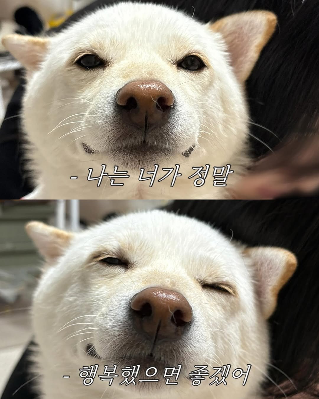 Photo by 미진이 on September 02, 2025. May be an image of dog and text that says '-나는 너가 -나는녀가정말 너가정말 정말 -행복했으면 -행복했으면좋겠어 좋겠어'.