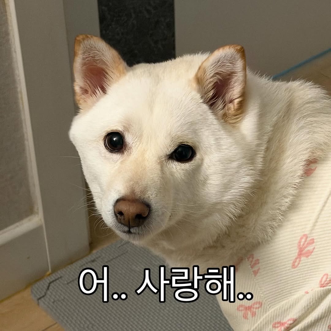 Photo by 미진이 on April 28, 2026. May be an image of animal and text that says '어.. 사랑해..'.