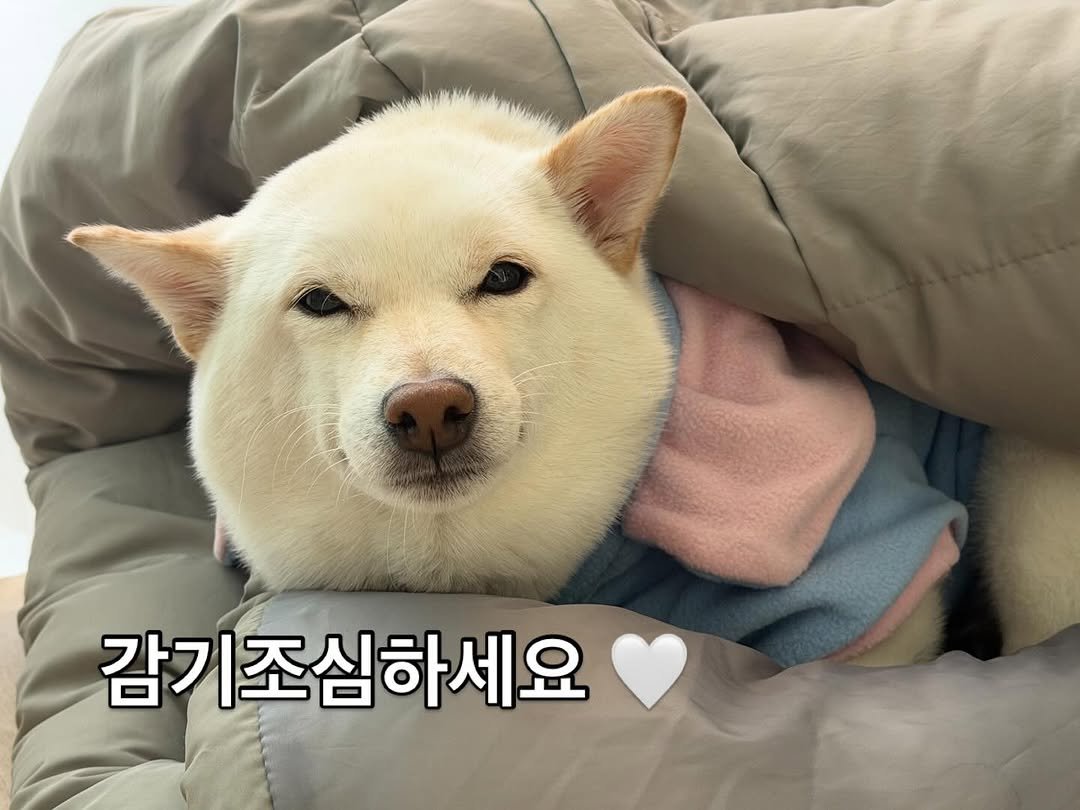 Photo by 미진이 on December 25, 2025. May be an image of dog, pie and text that says '감기조심하세요'.