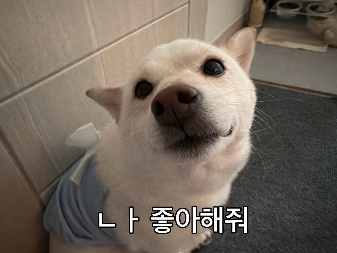 mi_gin2 게시물 이미지: 