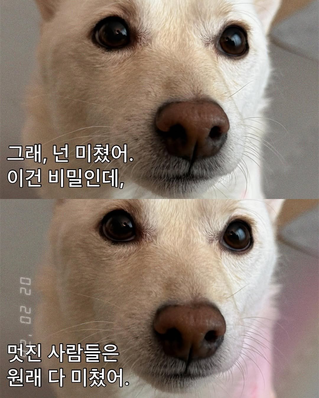 Photo by 미진이 on February 20, 2026. May be an image of dog and text that says '그래, 넌 미쳤어. 이건 비밀인데, 20 20 멋진 사람들은 원래 다 미쳤어.'.