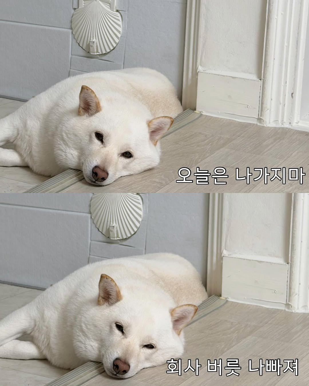 Photo by 미진이 on November 11, 2025. May be an image of pet, pie and text that says '오늘은 나가지마 회사버릇나빠져 회사 버룻 나빠져'.