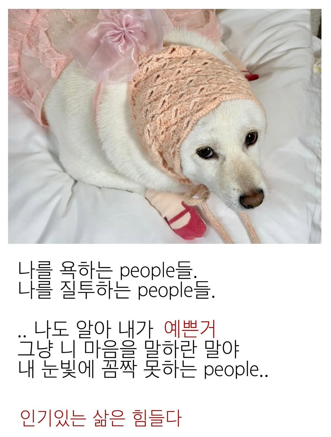 Photo by 미진이 on November 12, 2025. May be an image of chihuahua and text that says 'ሽ 욕하는 people 질투하는 people 나도 알아 내가 예쁜거 그냥 니 마음을 말하란 말야 내 눈빛에 꼼짝 봇하는 people.. 인기있는 삶은 힘들다'.