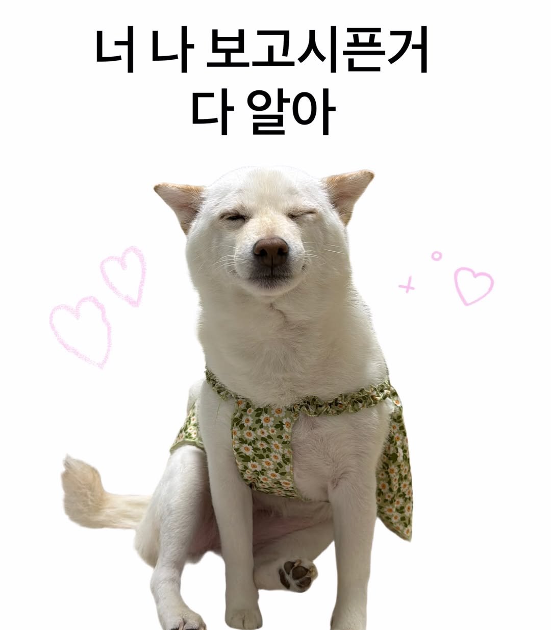 mi_gin2 게시물 이미지: 