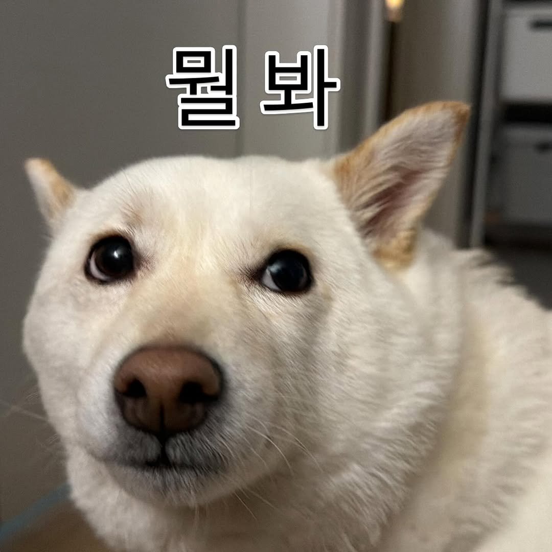 Photo by 미진이 on April 27, 2026. May be an image of animal, pie and text that says '뭘봐 봐'.