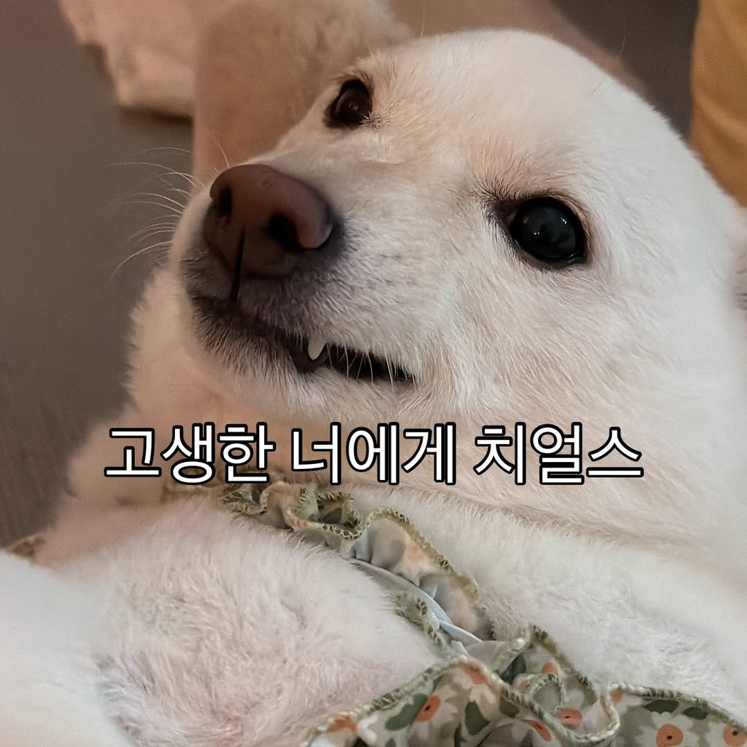 mi_gin2 게시물 이미지: 