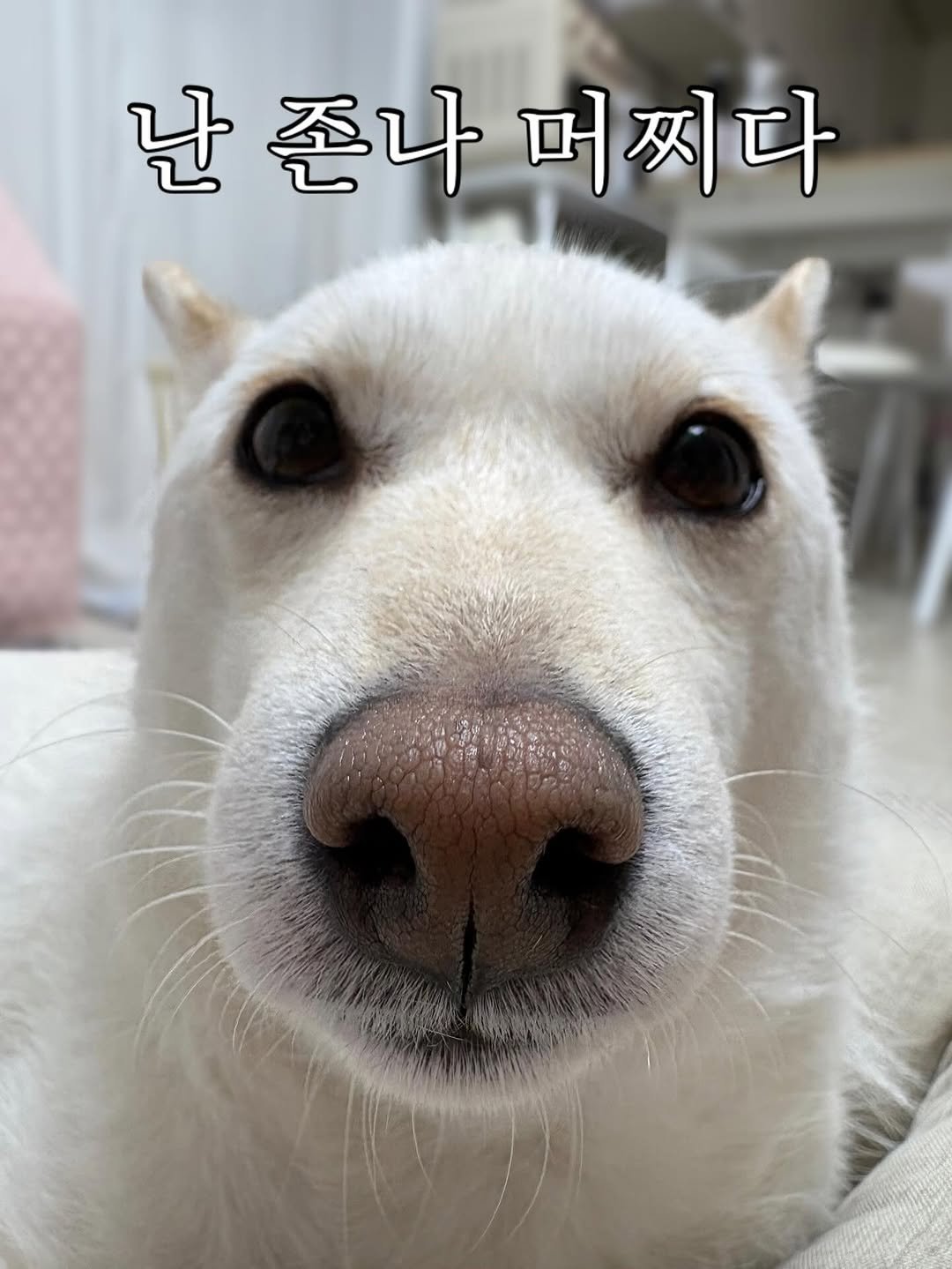 Photo by 미진이 on October 01, 2025. May be an image of dog and text that says '난존나퍼찌다 난 존나 머찌다'.