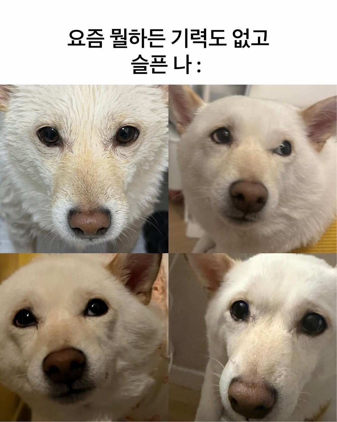 Photo by 미진이 on February 19, 2026. May be an image of dog, pie and text that says '요즘 뭘하든 기력도 없고 슬픈 슬픈나: 나: 고원라주'.