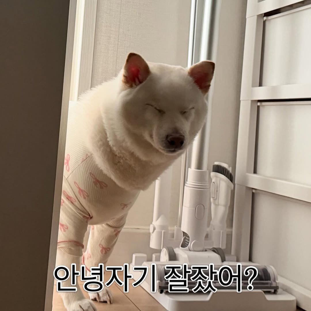 Photo by 미진이 on April 25, 2026. May be an image of animal, pie and text that says '안녕자기 안녕자기잘잤어? 잘잤어?'.