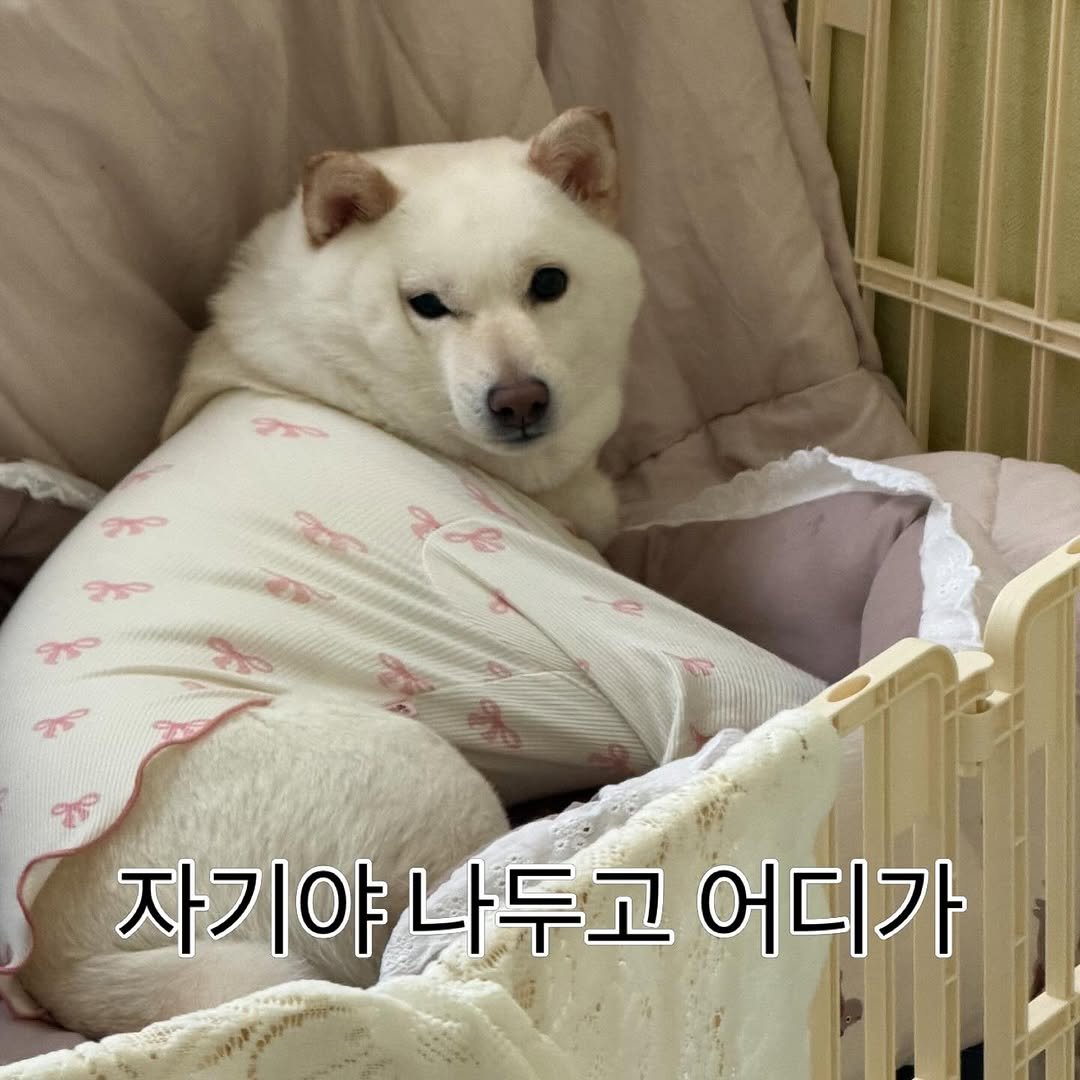 Photo by 미진이 on April 27, 2026. May be an image of animal, baby bed and text that says 'रन 자기야나두고 나두고 어디가 자기야'.